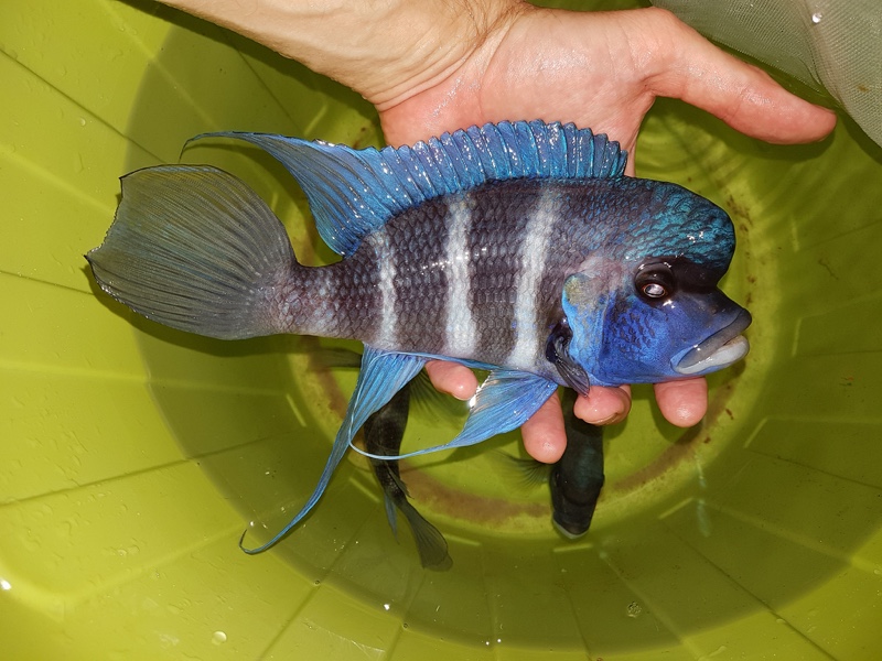 Cyphotilapia gibberosa 'Ikola'